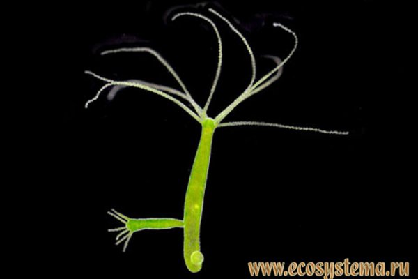 Кракен шоп даркнет